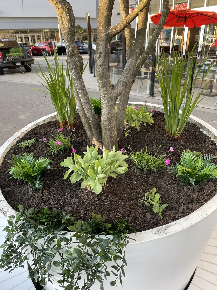 Maintained shopping centre planter surrounding a tree