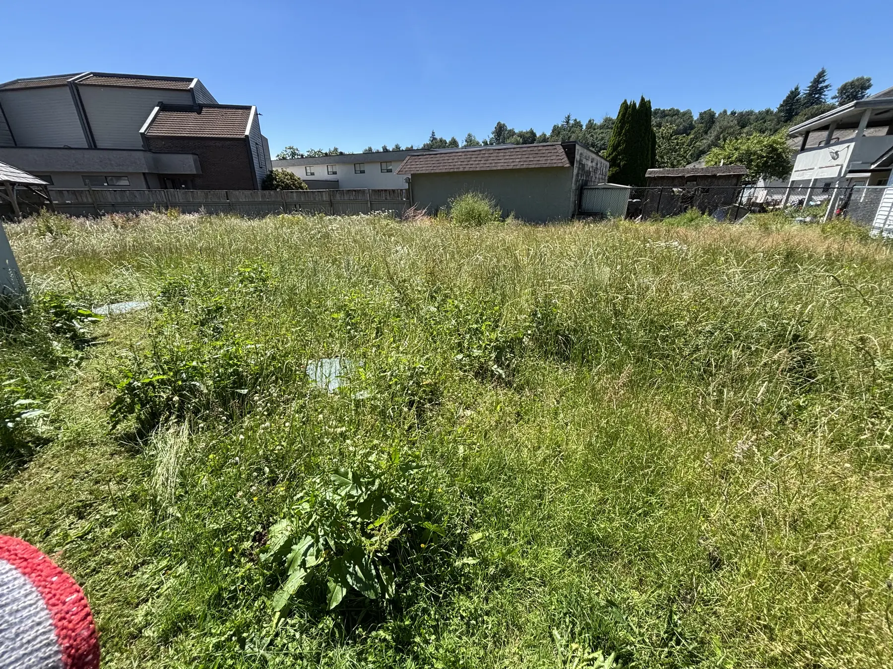 Yard before cleanup with tall grass and weeds